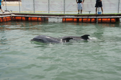DSC03217.JPG